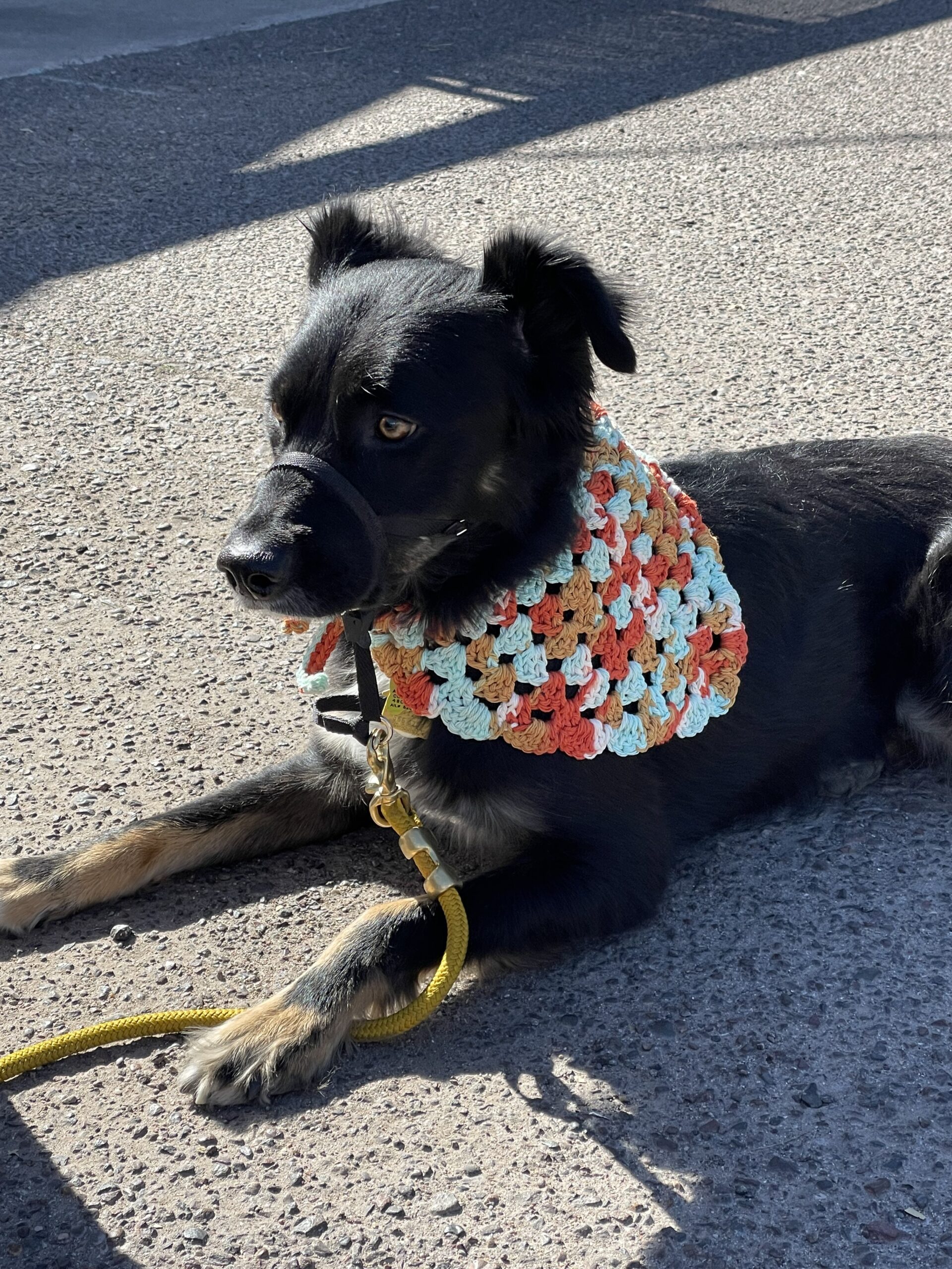 Boot Scootin Crochet Hand Made Crochet For Pets People